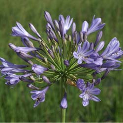 African lily Blue